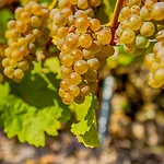 Weinhaus Hirschen Vendégház *