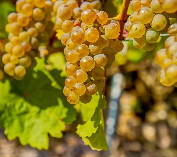 Weinhaus Hirschen Gasthuis *